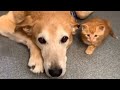 Male dog&#39;s amazing reaction to kitten