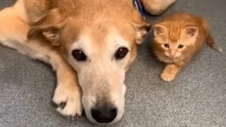 Dog thinks he's every kitten's mommy