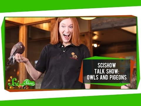 Talk Show: Owls and Pigeons thumbnail
