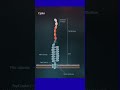 Bacterial flagella Vs pilli #biology #cellbiology #microbiology #bacteria