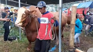 EXTREME COW ARJUNA, ALREADY WANT TO BE BURNED, DON'T THINK ABOUT THE CHAMPION..!!