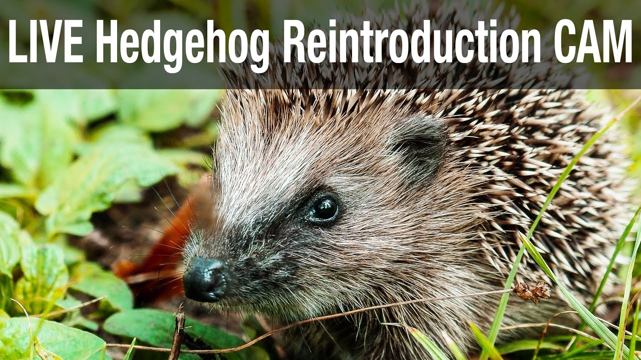 Wild Hedgehog Live Streams Wildlife Cameras Hedgehogzone Wild Hedgehog Live Streams Wildlife Cameras Hedgehogzone
