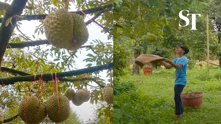Raining durians: Workers harvest the king of fruits in Chanthaburi, Thailand