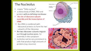 Lecture 3B Cell Biology DNA replication video