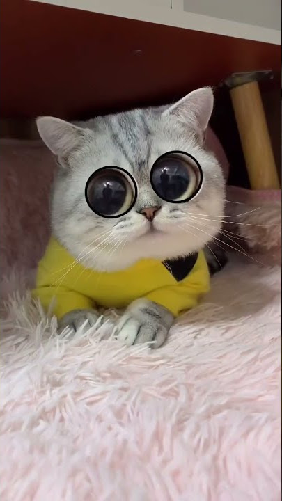 Do u know how to do this?#funny #vivavideo #pets