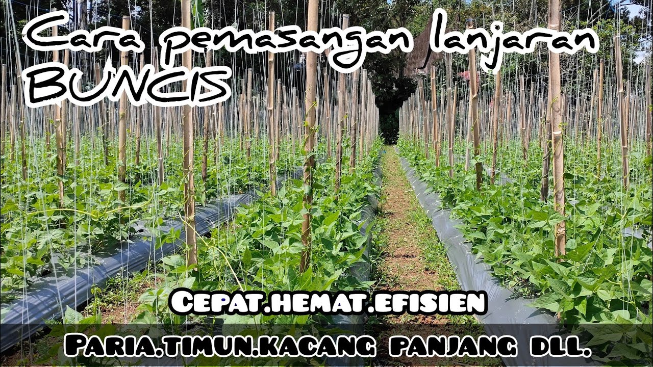 Cara mudah pemasangan lanjaran buncis dengan tali dan benang/vlog pertanian