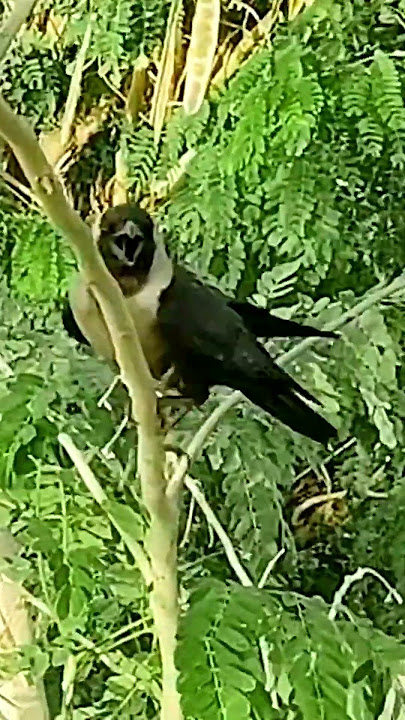 Crow Find A Cuckoo Baby In His Nest