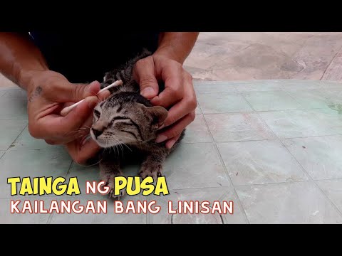 Video: Paano Malinis Ang Tainga Ng Pusa