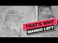 That's Why Mango Left - Recke, Germany - Apr. 29, 2022