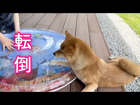 水遊びに夢中で足を踏み外し派手に転んだ柴犬がこうなっちゃいました…