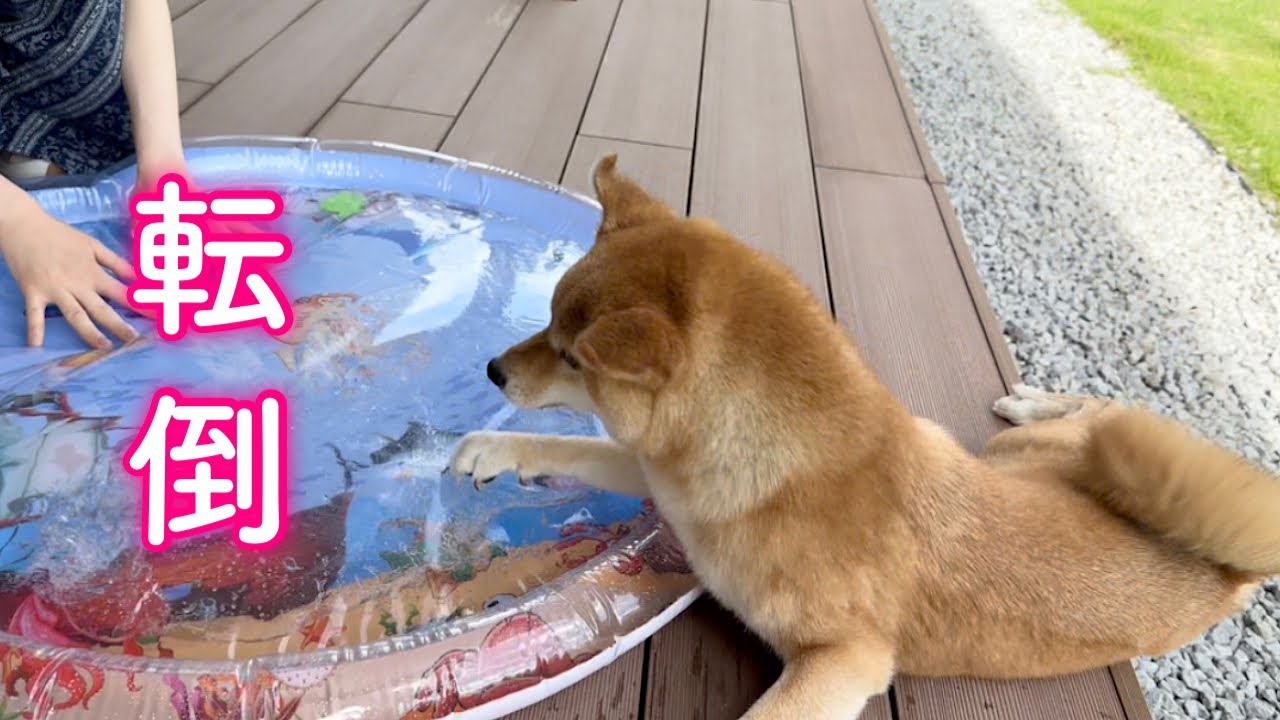 This Shiba Inu was so engrossed in playing in the water that he