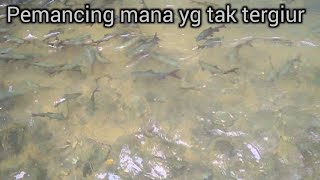 Seperti mimpi !! terjebak di tengah kerajaan ikan mahseer di tengah hutan