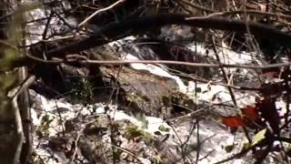 Georgia's Secret Gems Amicalola Falls & Flyline Search Marketing