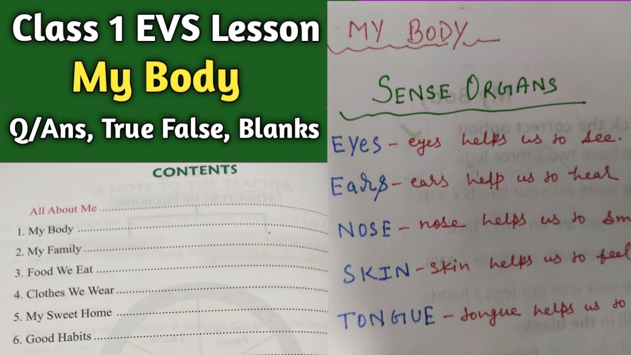 Class 1 EVS  My Body - Explanation 