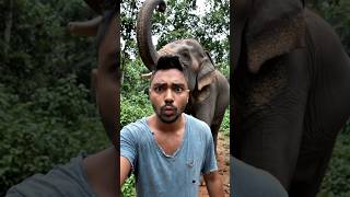 Something Is Watching Us… 😨 Elephant Jungle Mystery #survival #shorts