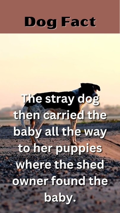 Abandoned Toddler Rescued And Raised By Feral Dogs Abandoned baby rescued by stray dog. #dogfacts - YouTube