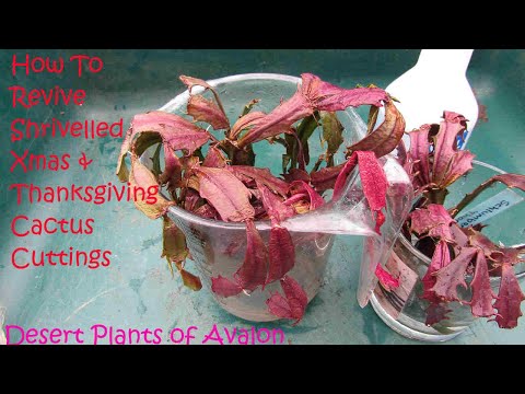 How To Revive Shrivelled Christmas x Thanksgiving Cactus Cuttings | Schlumbergera Cactus Cacti