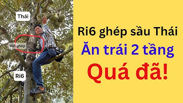 Sầu riêng Ri6 ghép chồng ngọn Thái Lan cho trái 2 tầng | Lâm Ghép Sầu Riêng