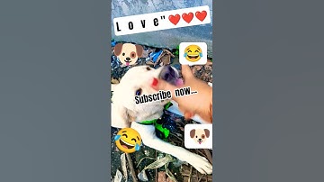 Semua Dijilat lah White.. 😂🐶#dog#video#cute#shorts