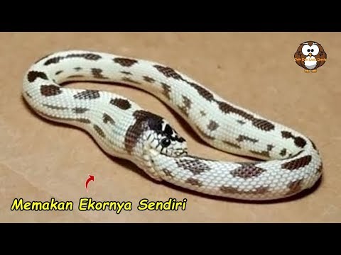 Video: Apa maksud ular memakan ekornya?