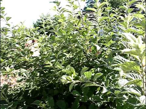 Вишня войлачная на штамбе - YouTube