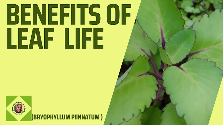 Benefits of Leaf of Life/Miracle Leaf/Bryophyllum Pinnatum #theshangtareal