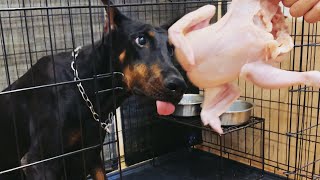 【ASMR】生の鶏一羽を丸ごと食べるドーベルマン