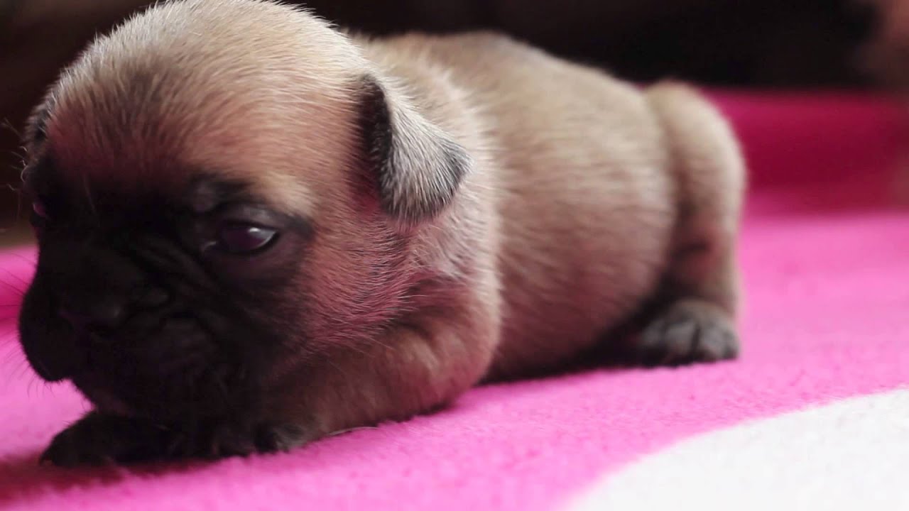 OB Litter of French Bulldog Puppies Sired by Peanuts - YouTube