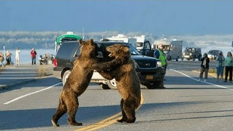 Lockdown Effect: Animals Ruling The World(Part1)       #lockdowneffectonanimals #corona #lockdown