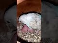 Love Bird #pigeon #kabutarandekabdetehain #agriculture #pets