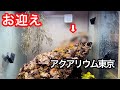 カッコ良すぎるヤツお迎えしました【アクアリウム東京】