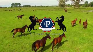 Video thumbnail of "Afortunado - Los Peticeros"