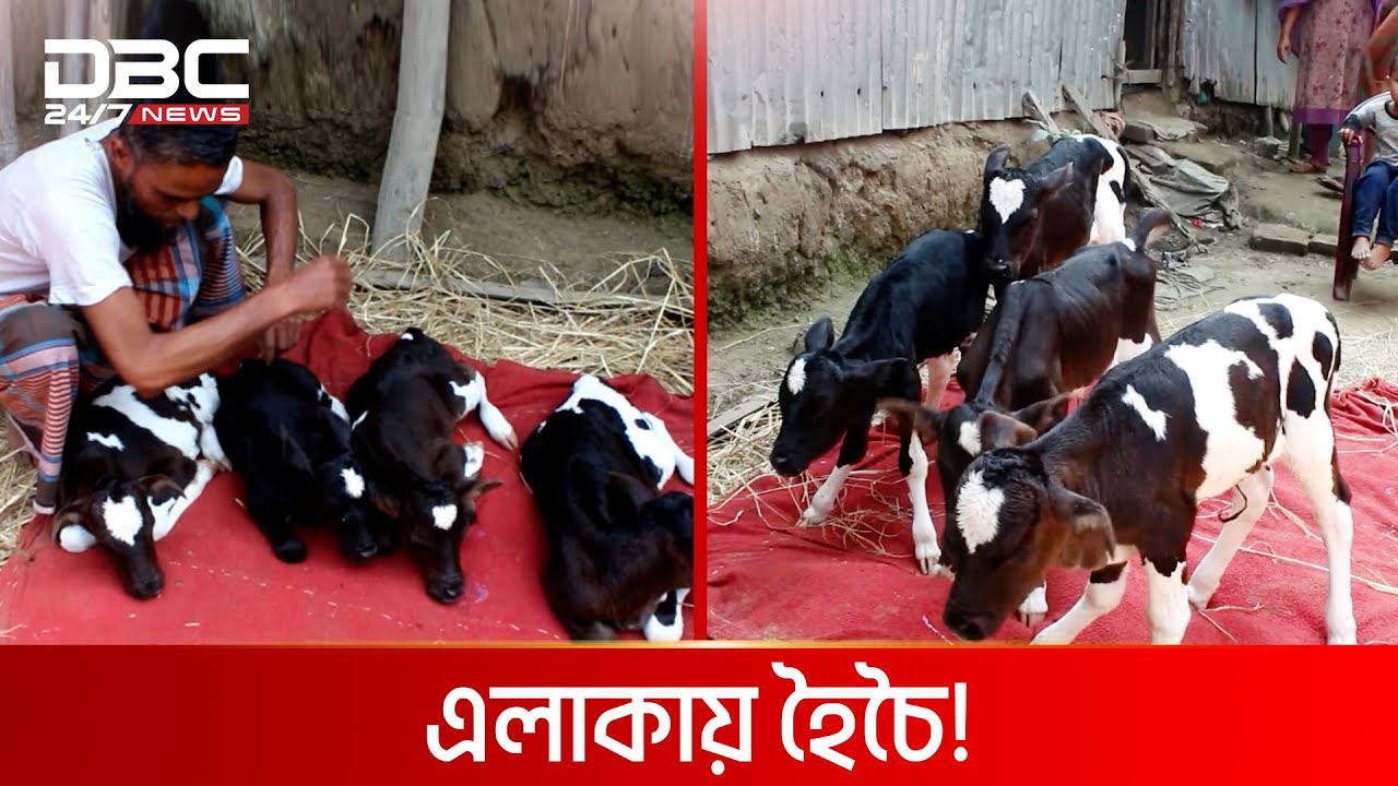 4 calves in the stomach of a cow DBC News Special