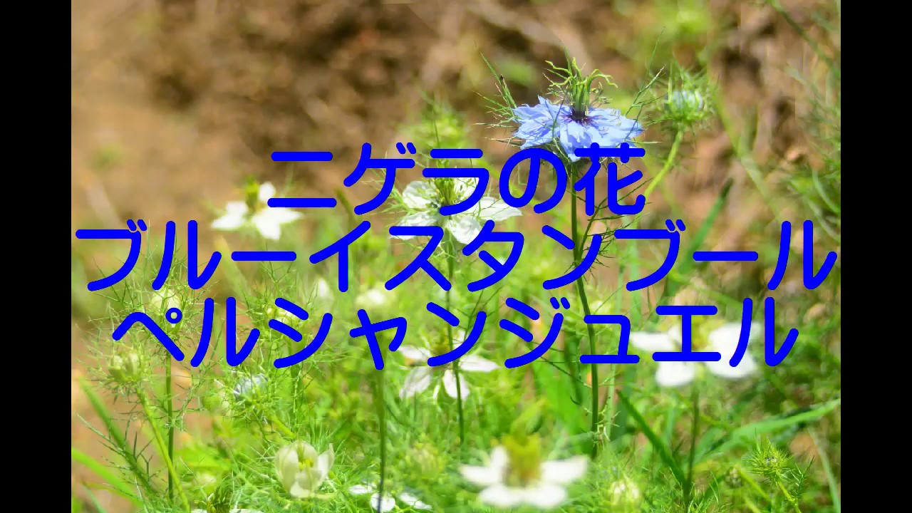 ニゲラの花 ブルーイスタンブール ペルシャンジュエル Youtube