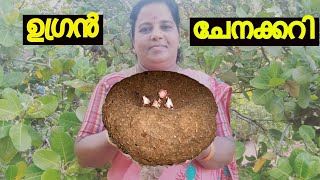 Elephant Foot Yam Curry || നല്ല നാടൻ ചേനക്കറി ഇങ്ങനെ ഉണ്ടാക്കിയിട്ടുണ്ടോ ? || Kerala village style