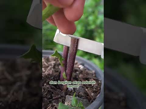 Video: Apakah Itu Tumbuhan TomTato – Tomato dan Kentang Pada Tumbuhan yang Sama