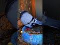 اكسبلور المراه طيور النظافه Pigeon التغطيه Colonelkkjϟ حمام البخل Birds اكسبلور المراه طيور النظافه Pigeon التغطيه Colonelkkjϟ حمام البخل Birds