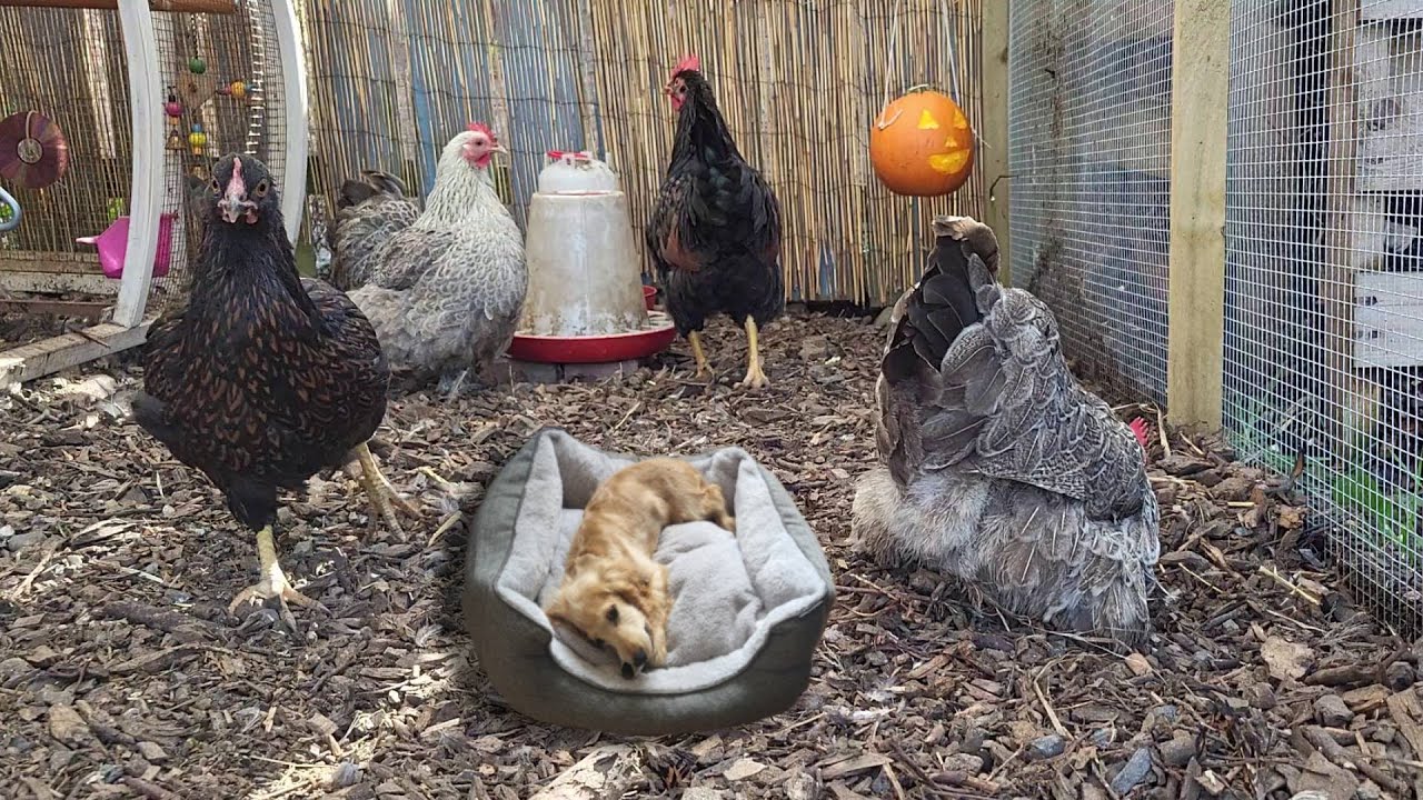 Chickens Eating a Halloween JackO'Lantern Pumpkin 🎃🐔Most Relaxing Video for Dogs YouTube