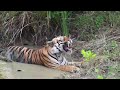 @ Itmexplorer #tadobanationalpark Bajrang male