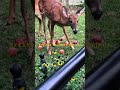 spending time with deer friends: mama &amp; baby #dailyvlog #dailyshorts