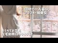 【団地一人暮らし】おうちでお花見。在宅勤務日のひとりごと【アラフォー独身女の日常】