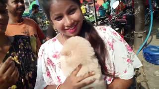 Home Breed Puppies For Sale At Galiff Street Pet Market Kolkata l Galiff Street Pet Market Update by SwaRun Together 4,841 views 2 years ago 9 minutes, 14 seconds