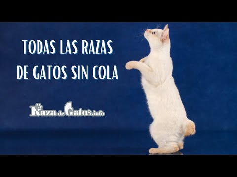 Todas las Razas de Gatos sin Cola