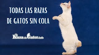 All Breeds of Cats without Tails by Raza de Gatos 5,792 views 2 years ago 3 minutes, 34 seconds