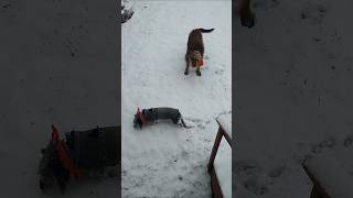 Sner Sner 25'!!! 🙃 #snowday #fuzzbutt #zoomies