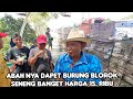 ABAH NYA SENENG BANGAET DAPET BURUNG BLOROK HARGA 15.RIBU.