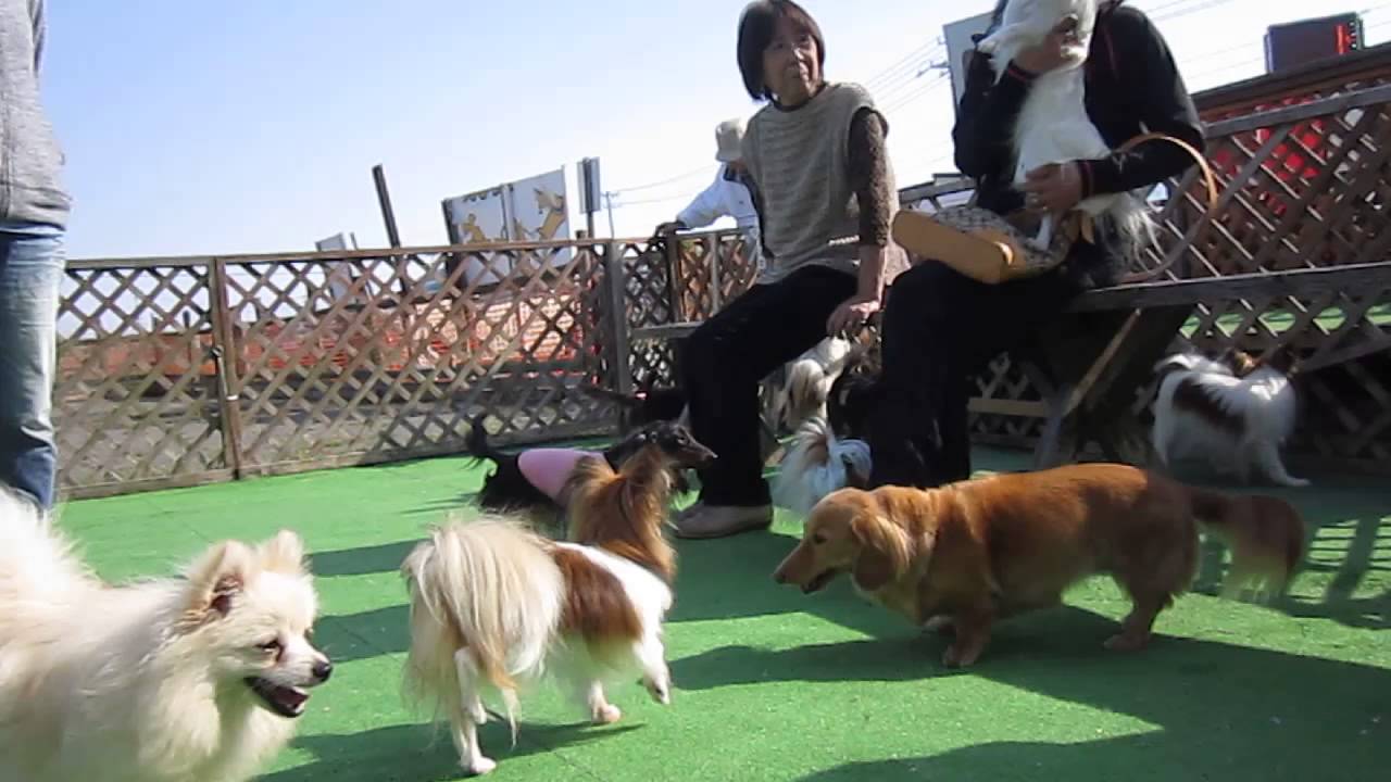 ドックランの様子 子犬販売ペットショップわんわん（函館市） YouTube