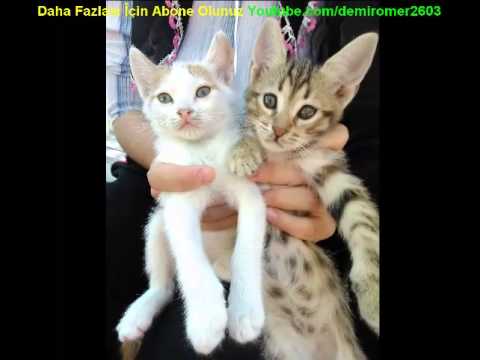 Kedi Miyavlama Sesleri Cat Meow Sound Youtube