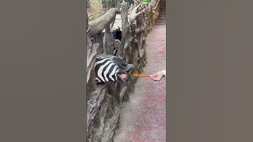 Cho ngựa vằn ăn và cái kết| feed the zebra #shorts