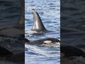 New orca calf spotted near Vancouver Island